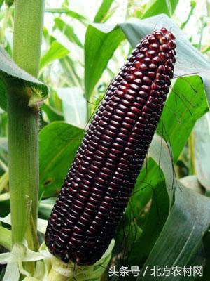 黑色传奇茶饮,黑色传奇花青素酒价格