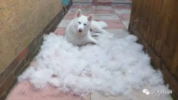 最好看的萨摩耶犬,萨摩耶犬是世界上最漂亮的犬吗