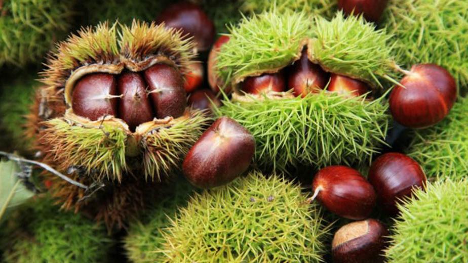 新疆阿克苏主要盛产什么干果,中国盛产的干果有哪些