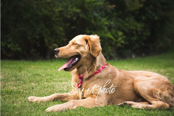 狗狗过敏反应四大主要原因,狗狗突然过敏怎么办最有效