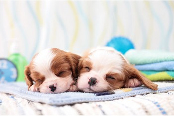 狗狗过敏反应四大主要原因,狗狗突然过敏怎么办最有效