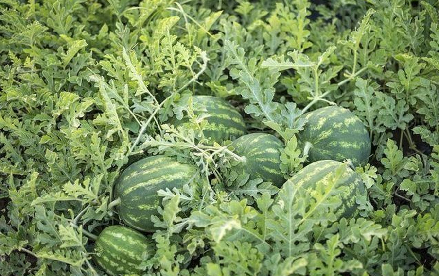 大棚西瓜被鸟啄用什么方法最有效,西瓜怎么驱鸟最快最有效