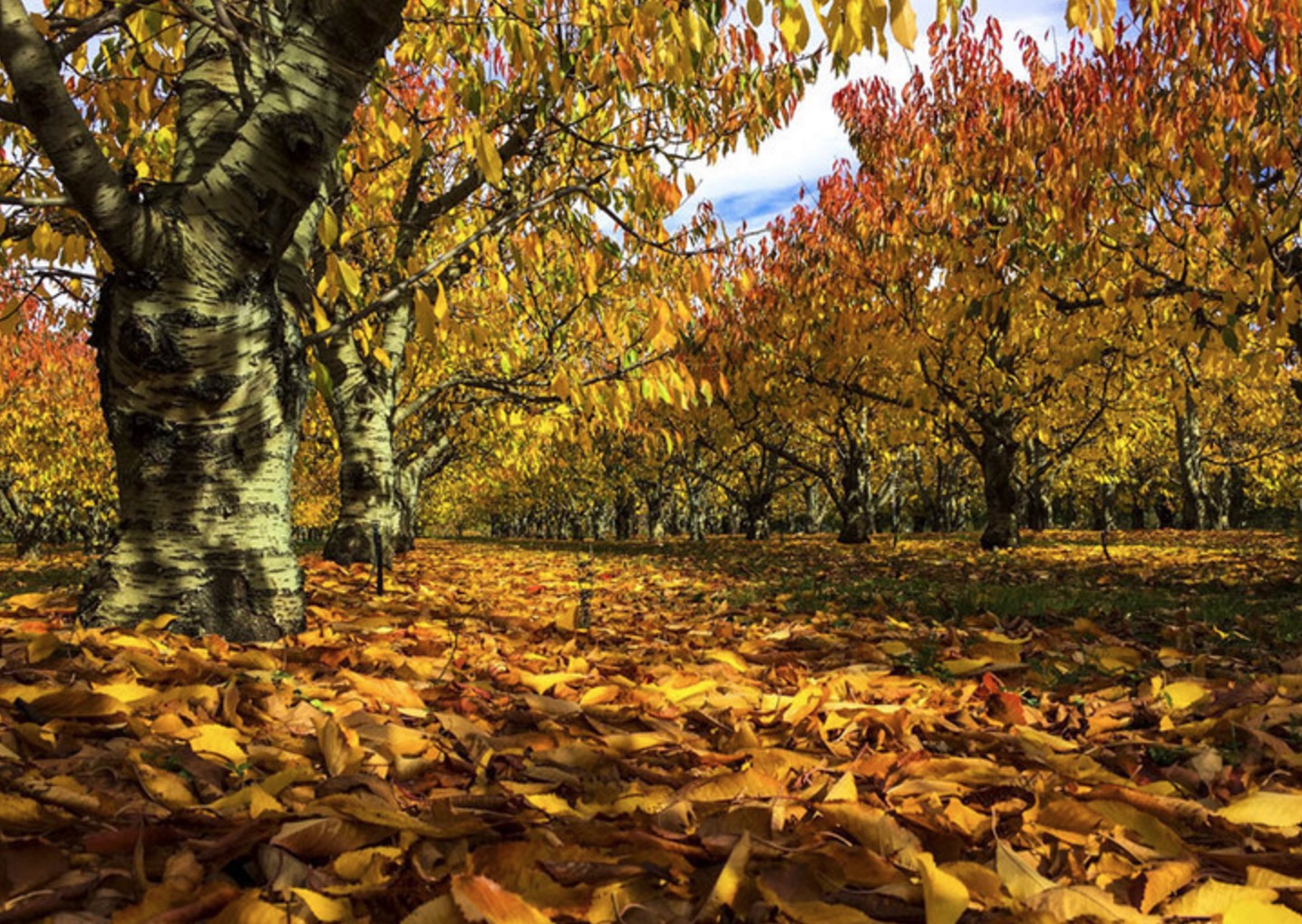 新西兰南岛的冬天,新西兰南岛秋天最佳时间