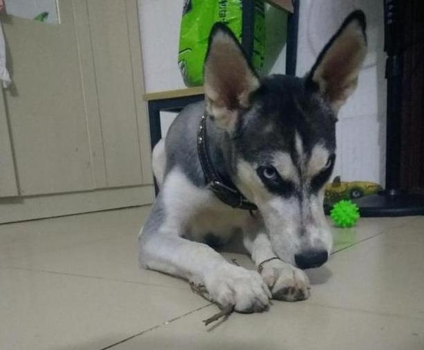 哈士奇被宠主冷落,哈士奇吐槽二哈