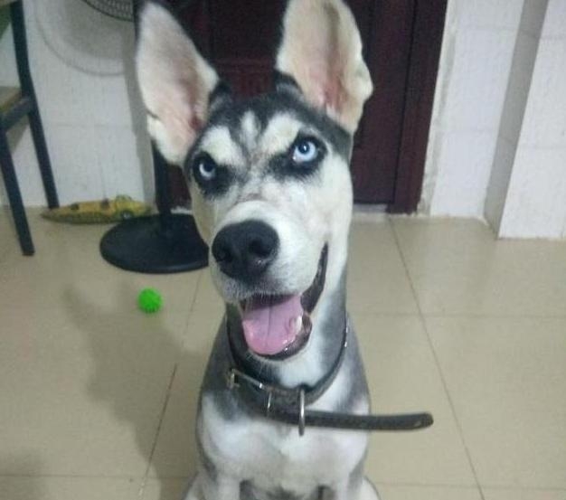 哈士奇被宠主冷落,哈士奇吐槽二哈