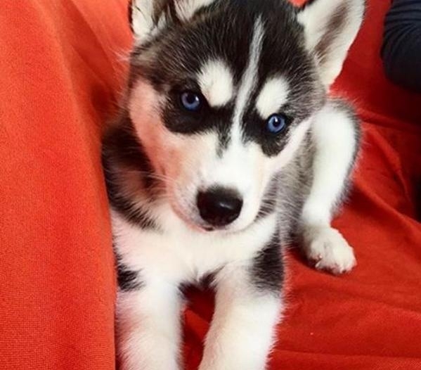 哈士奇被宠主冷落,哈士奇吐槽二哈