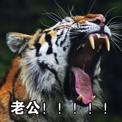 表情包：喊老公专用表情包，微信QQ聊天专用，给女生的福利哦