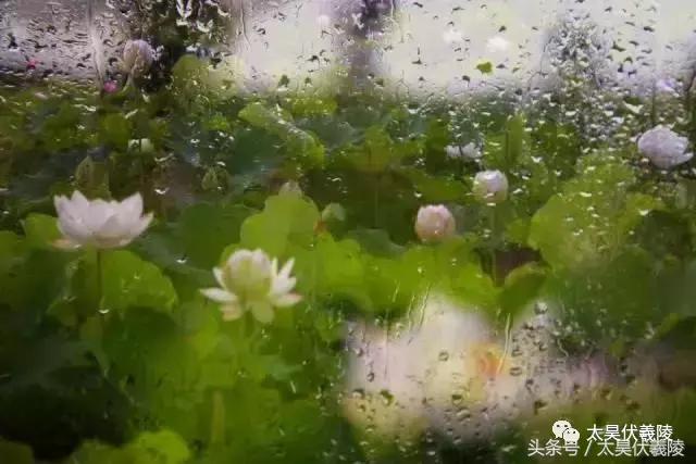 淮阳万亩荷花华丽盛放，让摄影师告诉您，荷花到底有多美！