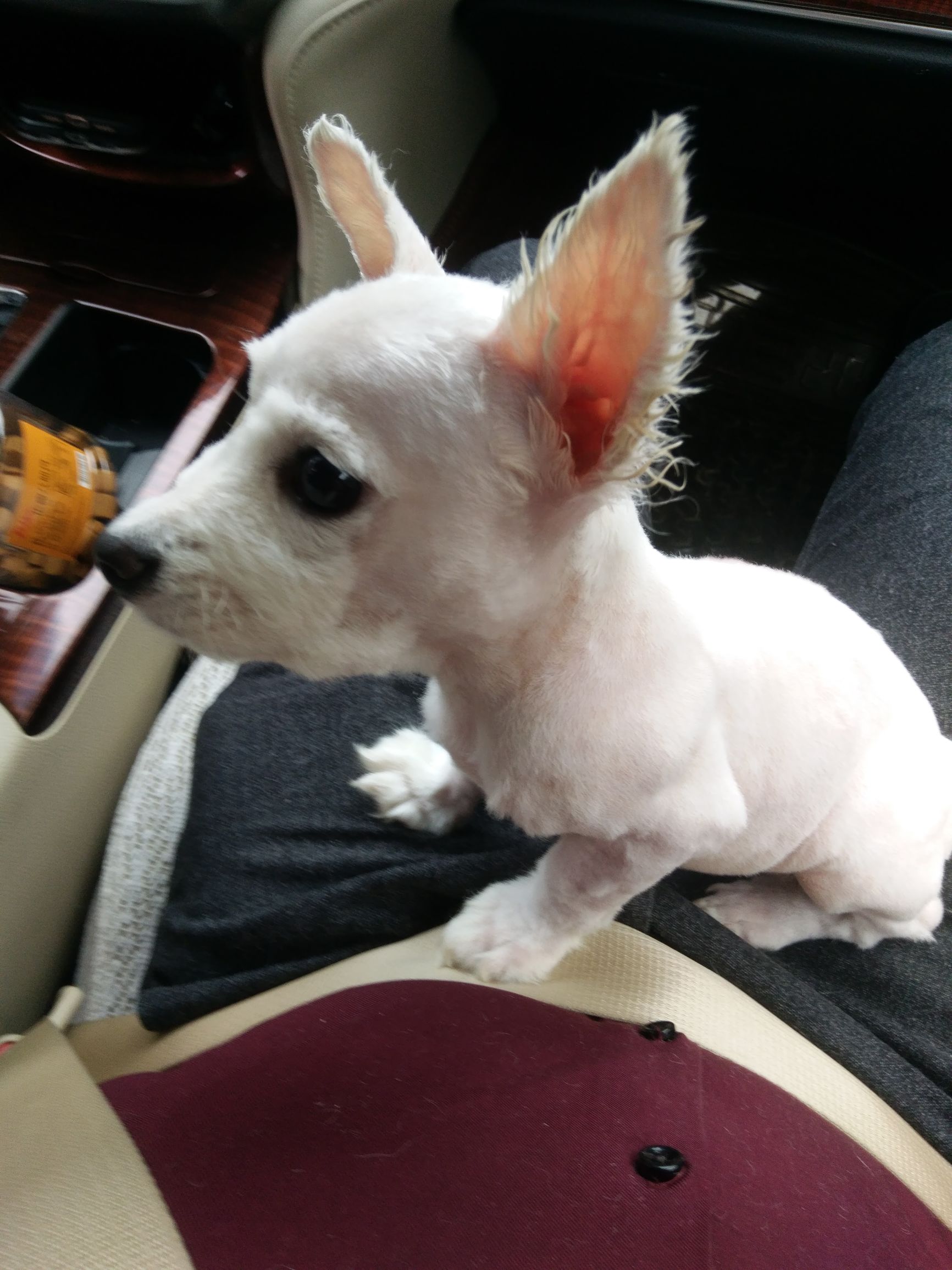 给博美犬怎样自制没有泪痕的狗粮,小博美幼犬自制狗粮