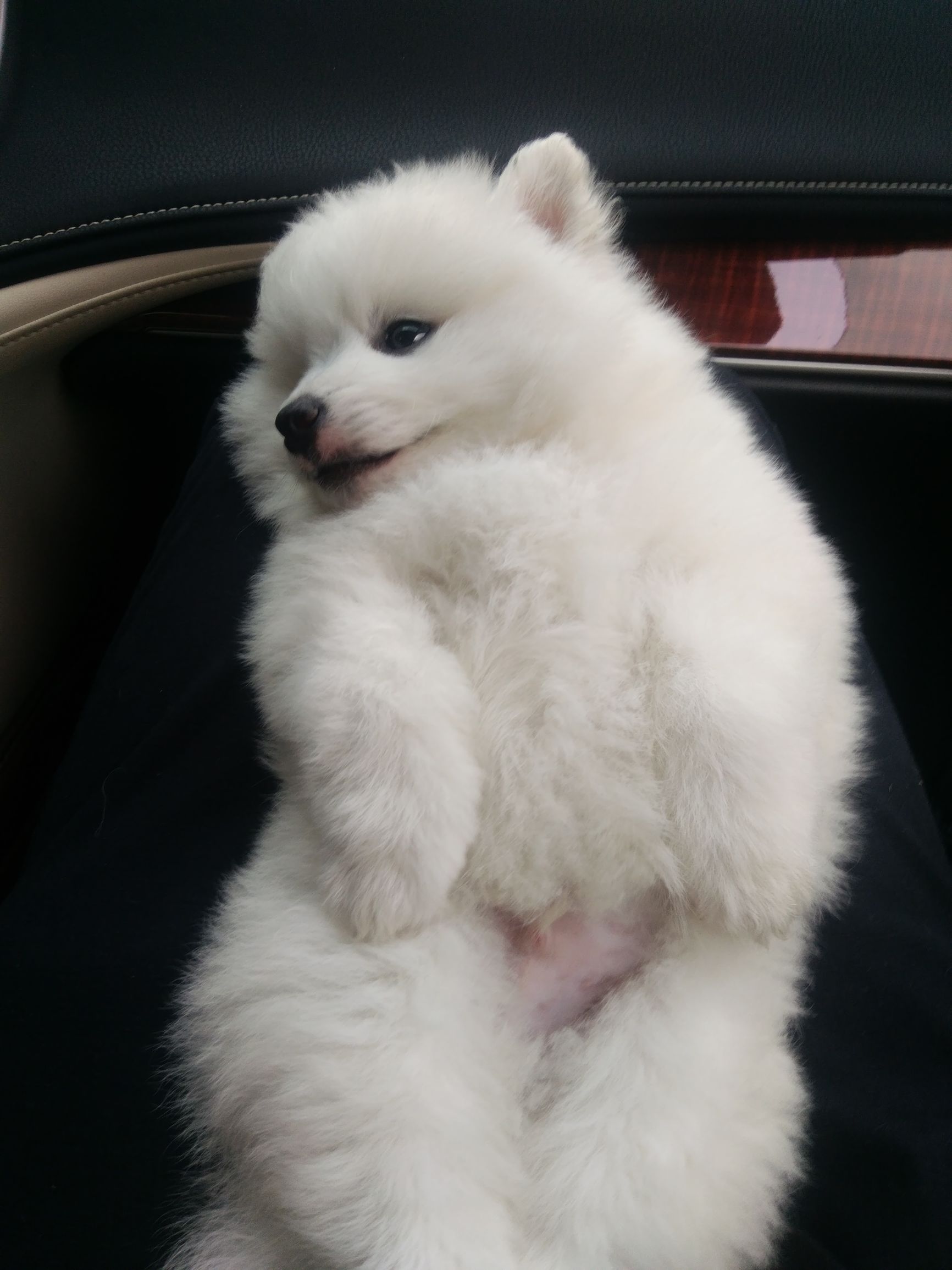 给博美犬怎样自制没有泪痕的狗粮,小博美幼犬自制狗粮