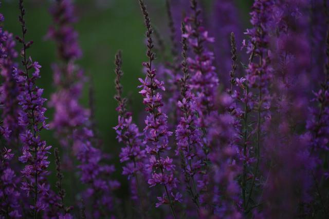 癫痫发病后头痛吃什么药,癫痫发作后头痛呕吐发烧