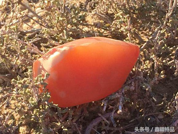 去新疆戈壁滩上捡金丝玉石头视频,宝石光金丝玉戈壁滩