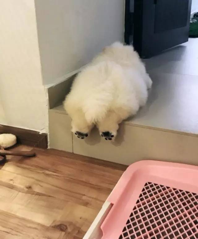 黑色肉球松狮视频,肉球松狮小短腿