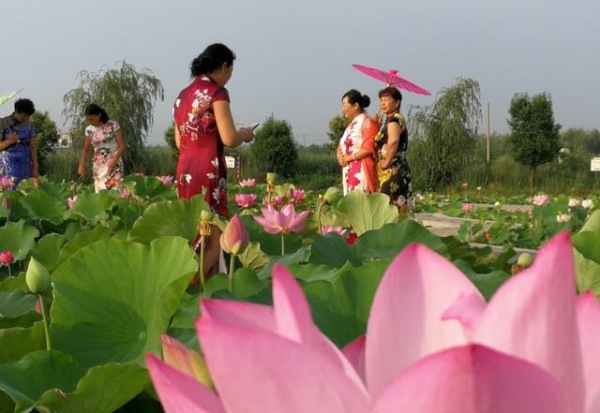 娣槼鑽疯姳鑺傚叕浜よ溅骞挎挱,娣槼鑽疯姳鑺傚幓鍝噷鍧愯埞