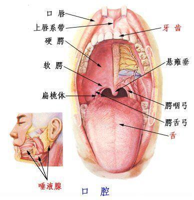 鼻咽癌化疗中口腔烂怎么办,急性白血病化疗患者口腔护理