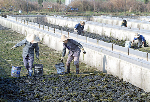 广西养殖蚂蟥致富,养殖小蚂蟥
