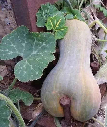 辞职书简短精辟搞笑,搞笑经典辞职书我的理想是不上班