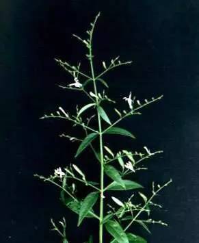 「百草园」那些“悬壶济世”的植物（十六）穿心莲