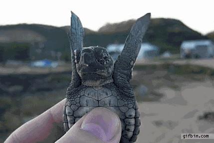 各种梗用英语怎么说,最近一周很火的梗英语词