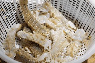 各种梗用英语怎么说,最近一周很火的梗英语词