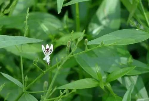 「百草园」那些“悬壶济世”的植物（十六）穿心莲
