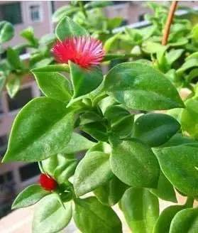 「百草园」那些“悬壶济世”的植物（十六）穿心莲