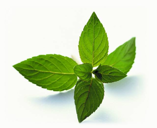 「百草园」那些“悬壶济世”的植物（十六）穿心莲