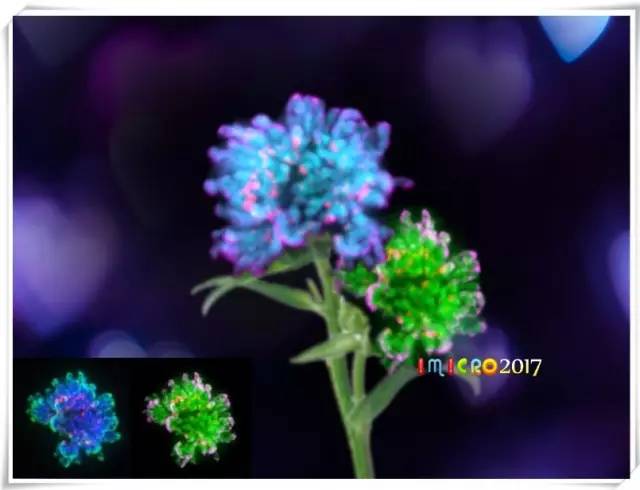 微观星球显微镜下的奇妙世界,显微镜下的奇妙世界视频