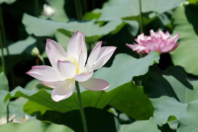 银川最近最火的新闻,银川最近火爆的新闻