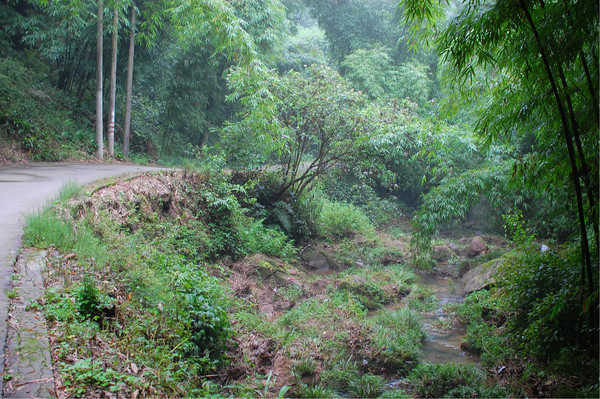 四川热天去哪玩凉快又好玩,四川竹海旅游推荐