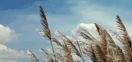 许巍最撕心裂肺的呐喊,许巍每首歌背后的故事