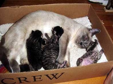 猫咪孕期最常见的8个问题，你准备好了吗？