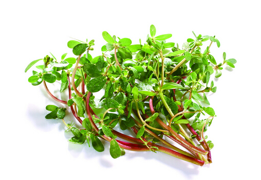 马齿苋的吃法和功效与作用,马齿苋的功效马齿苋晒干了能吃吗