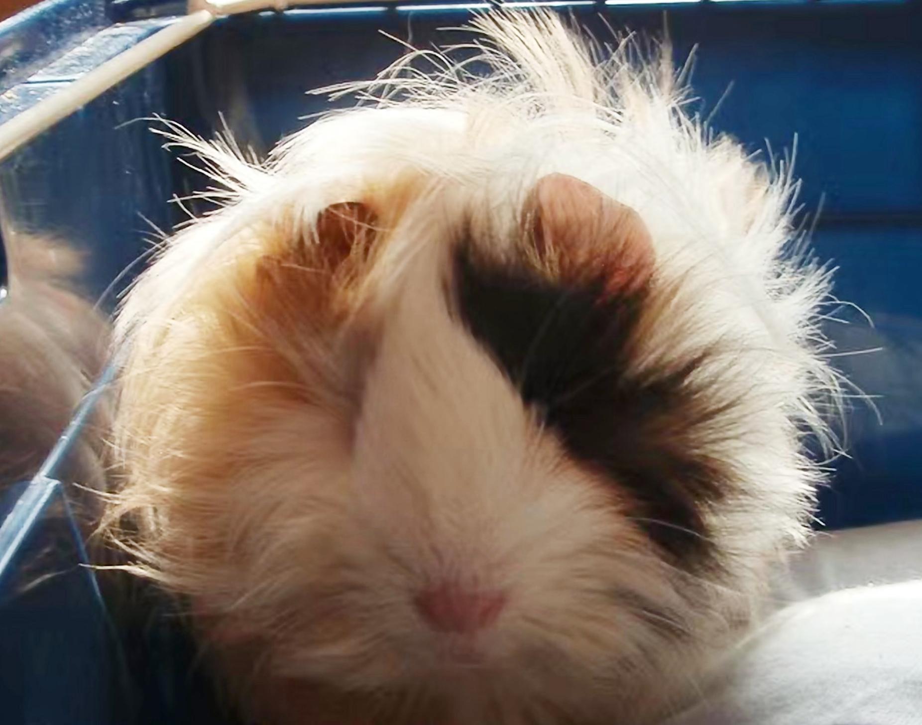 龙猫荷兰猪哪个最好养,荷兰猪仓鼠龙猫三种宠物饲养