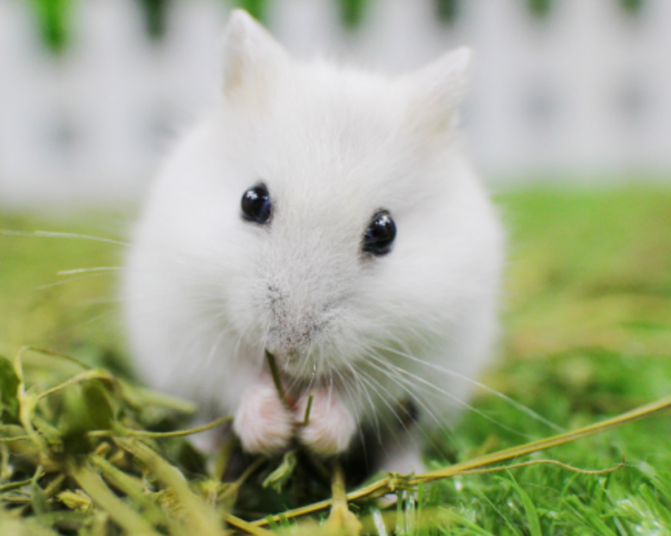 龙猫荷兰猪哪个最好养,荷兰猪仓鼠龙猫三种宠物饲养