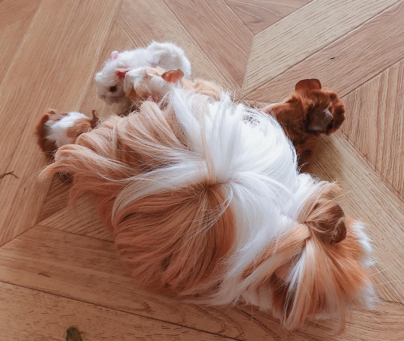 龙猫荷兰猪哪个最好养,荷兰猪仓鼠龙猫三种宠物饲养