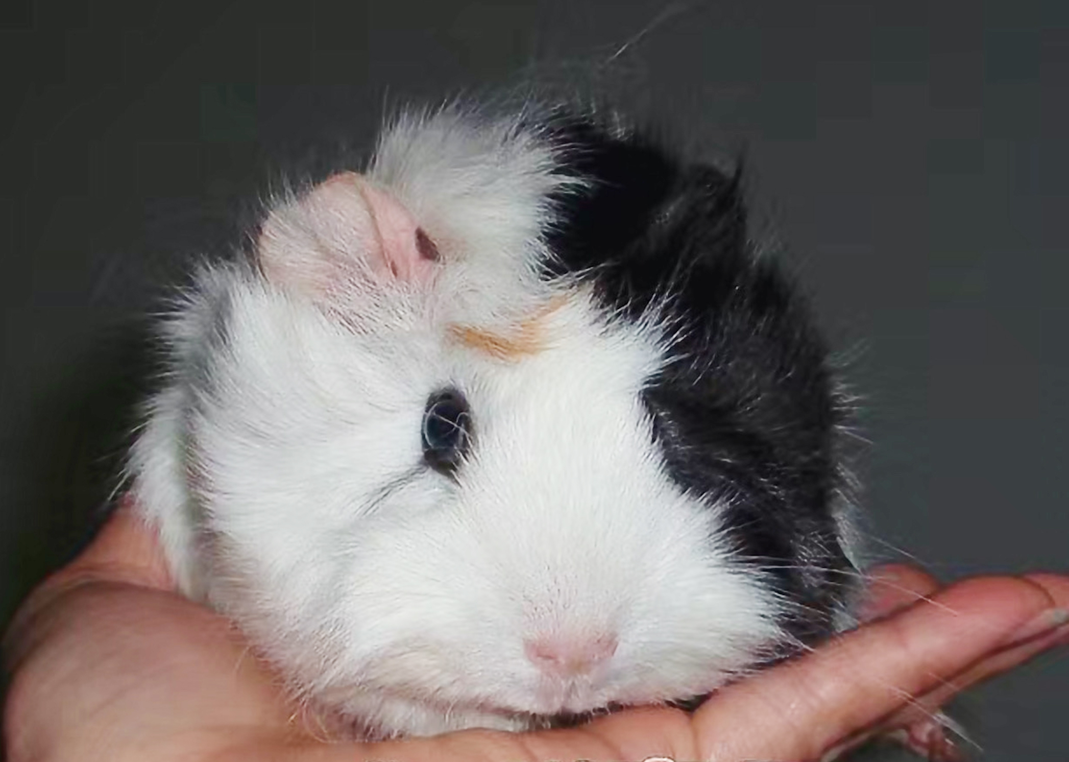 龙猫荷兰猪哪个最好养,荷兰猪仓鼠龙猫三种宠物饲养