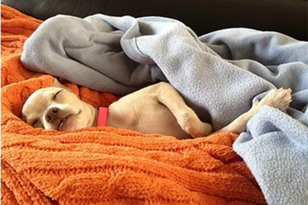 狗狗过敏反应四大主要原因,狗狗突然过敏怎么办最有效