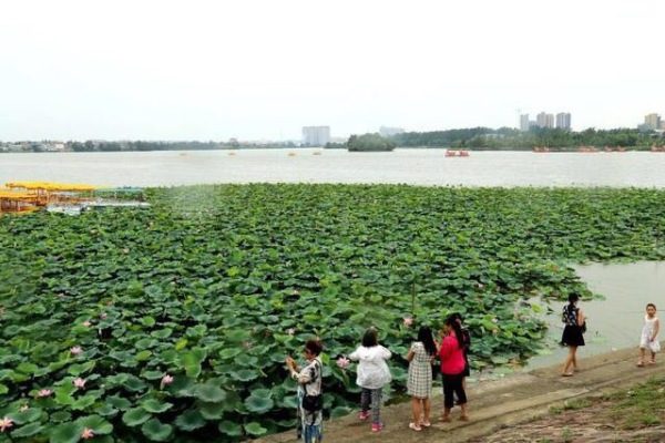 娣槼鑽疯姳鑺傚叕浜よ溅骞挎挱,娣槼鑽疯姳鑺傚幓鍝噷鍧愯埞