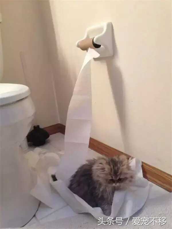 猫咪最喜欢的玩具居然是铲屎官,推荐猫咪最喜欢玩的玩具