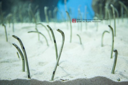 珠海长隆海洋王国游玩攻略一日游,珠海长隆海洋世界游玩攻略