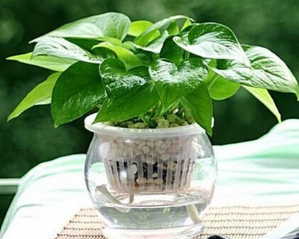 懒人如何使室内盆栽越长越好,办公室养什么小盆栽好养活呢