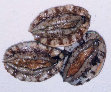 全球公认最好吃的五种贝类,推荐好吃的贝类有哪些