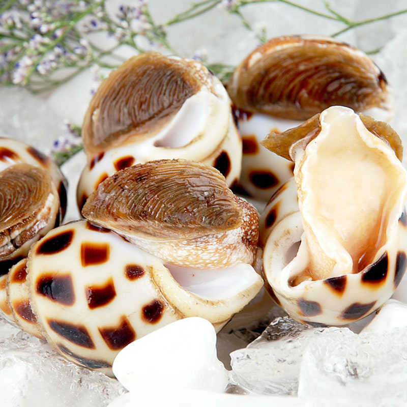 全球公认最好吃的五种贝类,推荐好吃的贝类有哪些