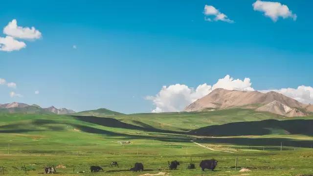 好吃的美食西北美食,西北特点美食欢迎前来品尝