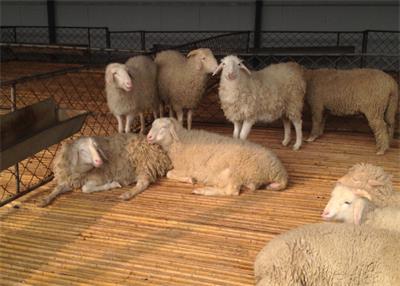 冬天牛羊不吃原因及处理,牛羊不吃草小妙招