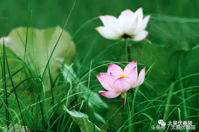 2022淮阳龙湖赏荷旅游月开幕式,中国淮阳龙湖赏荷旅游月活动启动