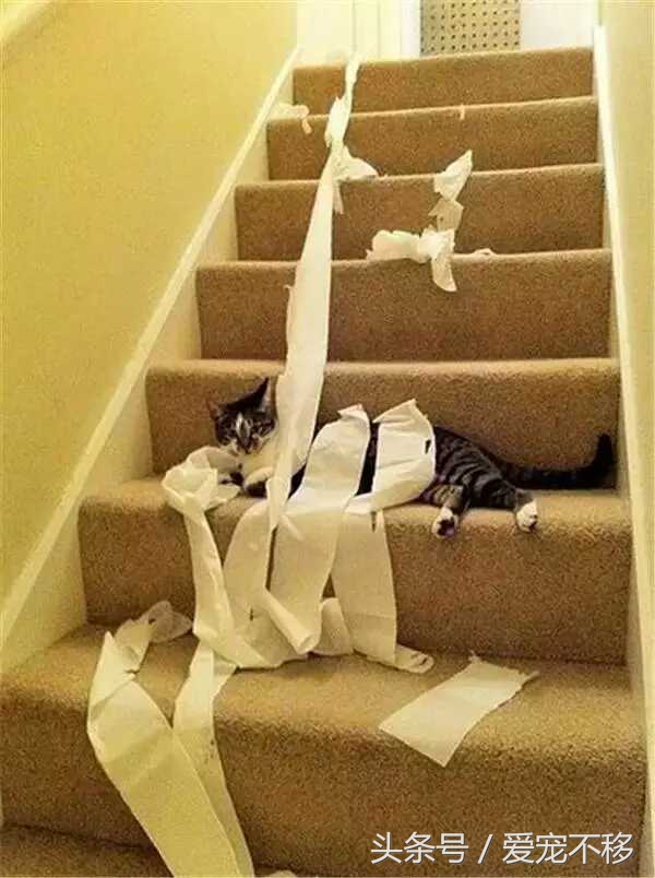 猫咪最喜欢的玩具居然是铲屎官,推荐猫咪最喜欢玩的玩具