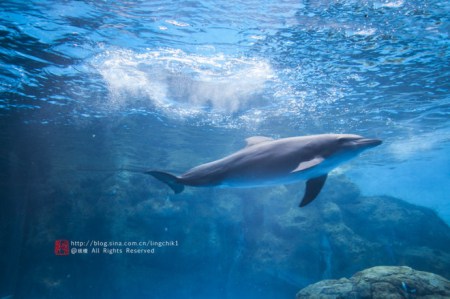 珠海长隆海洋王国游玩攻略一日游,珠海长隆海洋世界游玩攻略