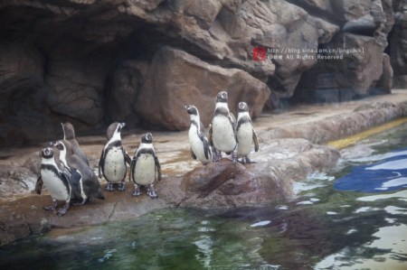 珠海长隆海洋王国游玩攻略一日游,珠海长隆海洋世界游玩攻略